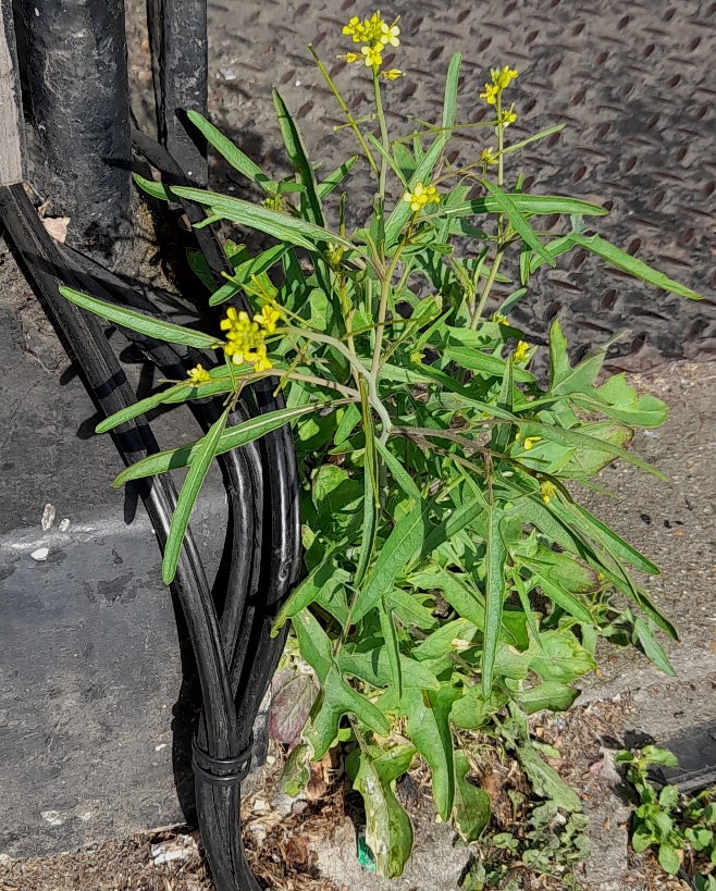 eastern rocket Sisymbrium orientale