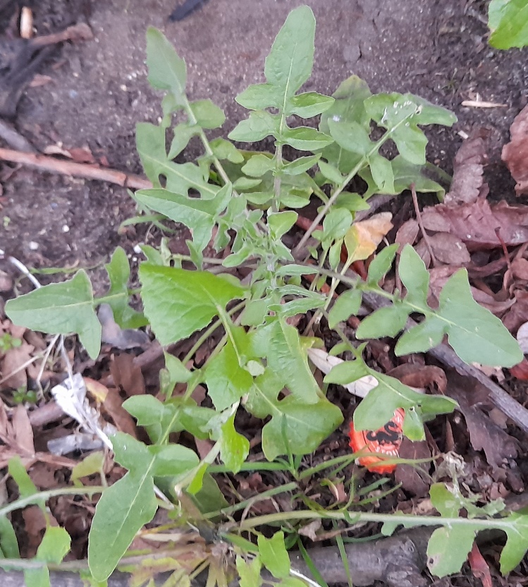 eastern rocket rosette