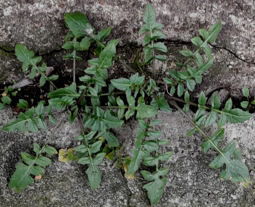eastern rocket sisymbrium orientale
