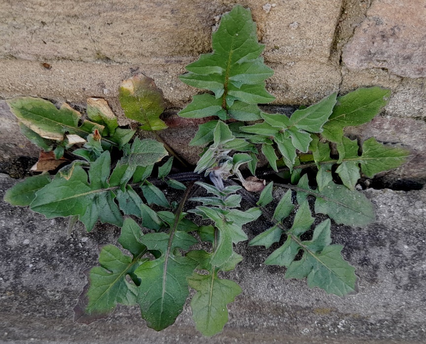 eastern rocket sisymbrium orientale