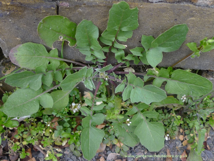 eastern rocket sisymbrium orientale