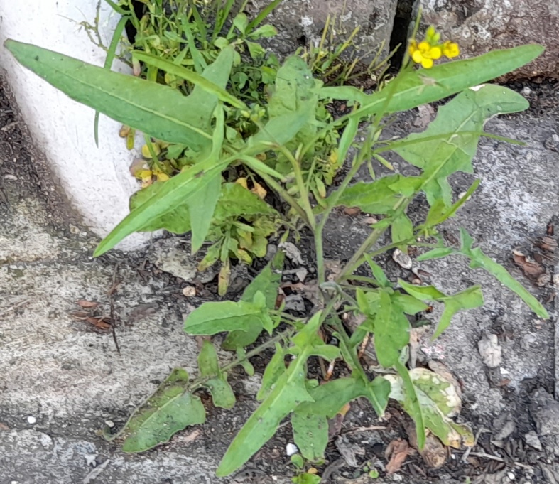 Eastern rocket Sisymbrium orientale
