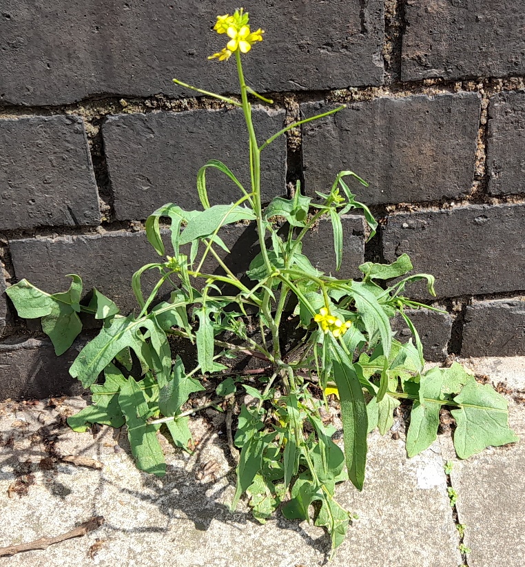 Eastern rocket Sisymbrium orientale