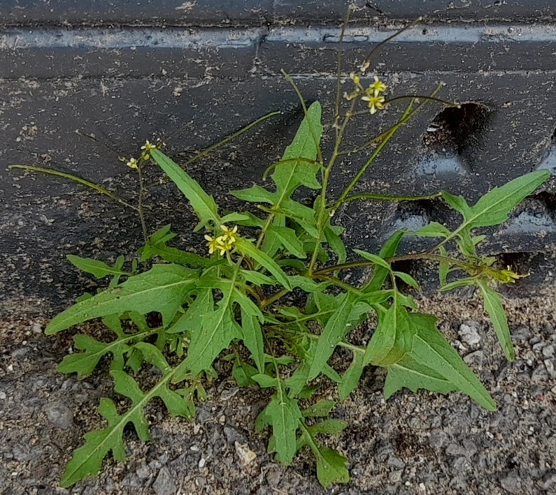 Eastern rocket Sisymbrium orientale