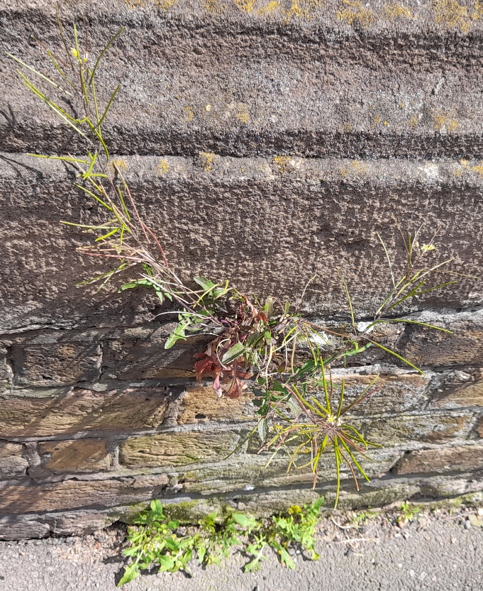 Eastern rocket (Sisymbrium orientale)