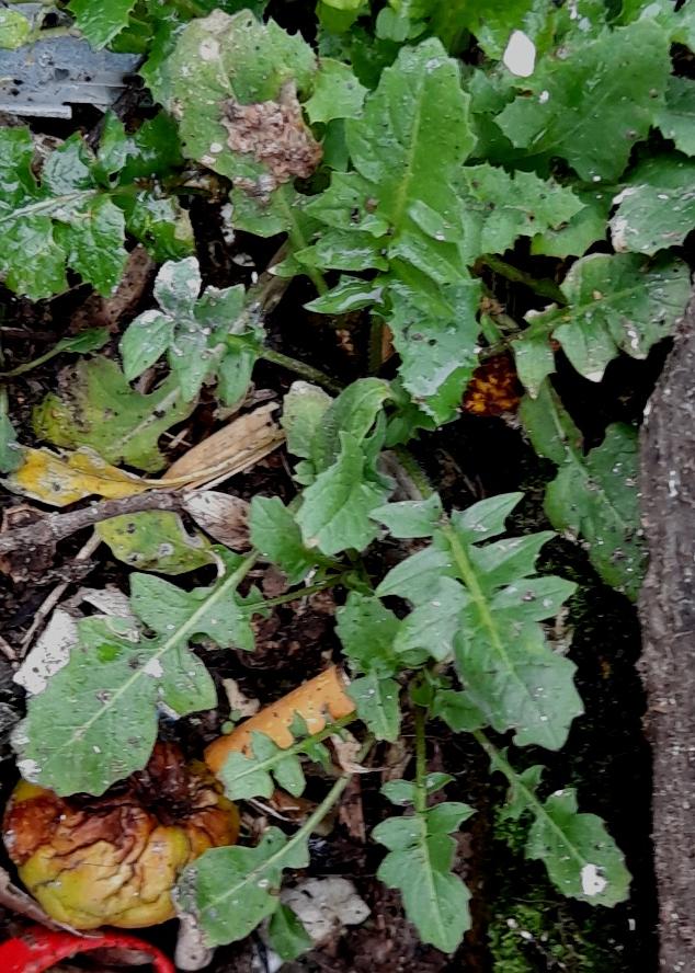 eastern rocket sisymbrium orientale seedling