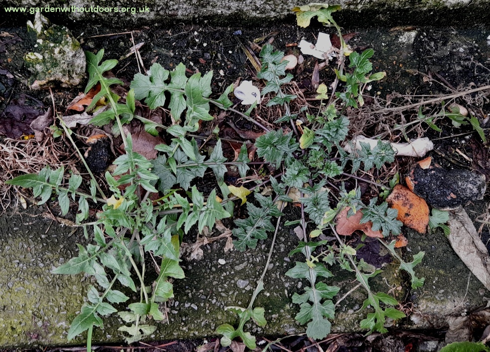 eastern rocket sisymbrium orientale sisymbrium officinale hedge mustard