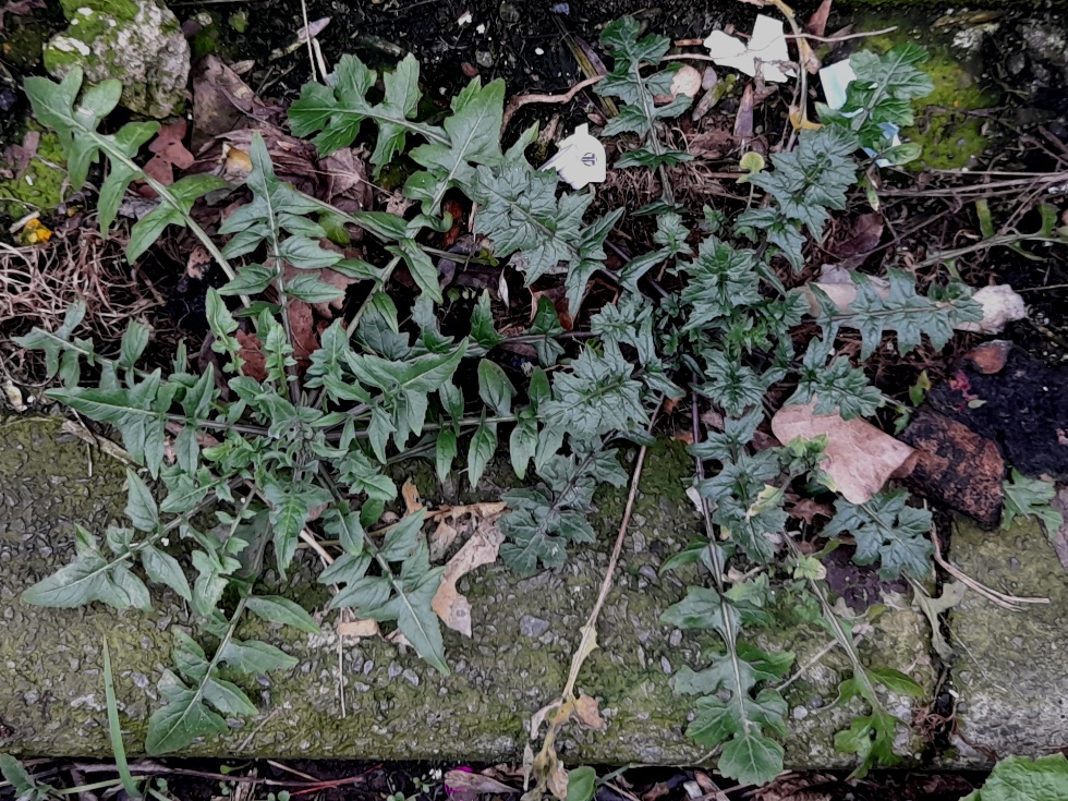 eastern rocket sisymbrium orientale hedge mustard sisymbrium officinale
