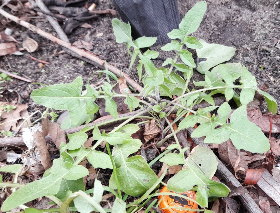 eastern rocket rosette