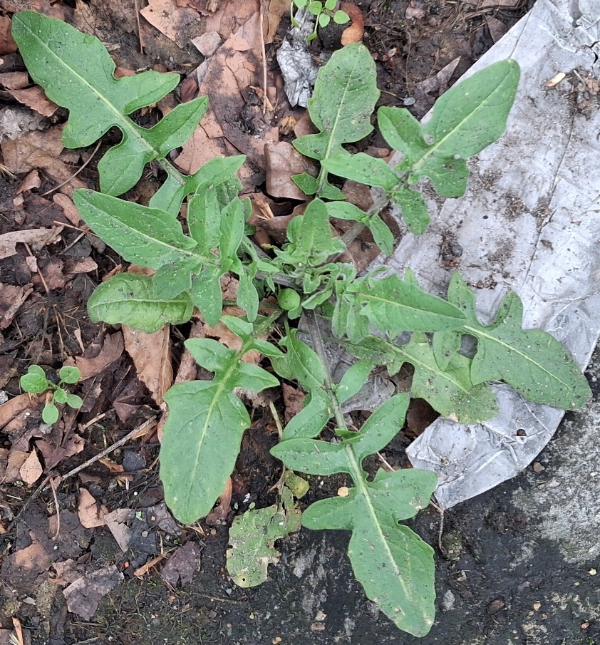 eastern rocket Sisymbrium orientale rosette