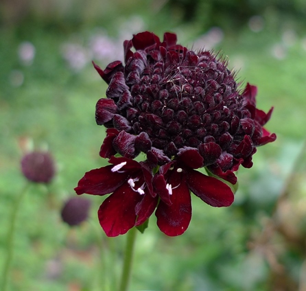 Ebony and Ivory scabious