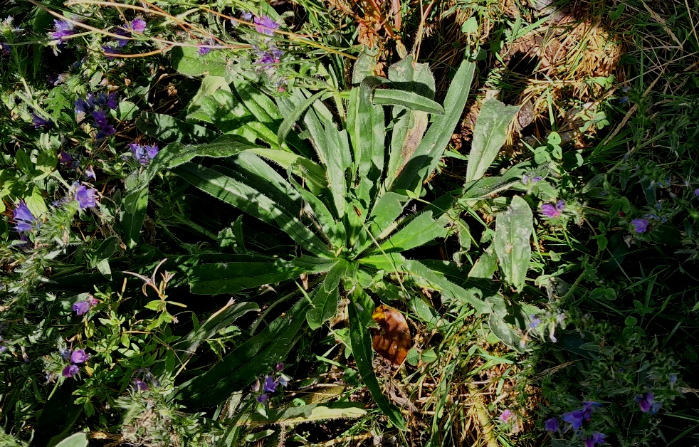 echium vulgare