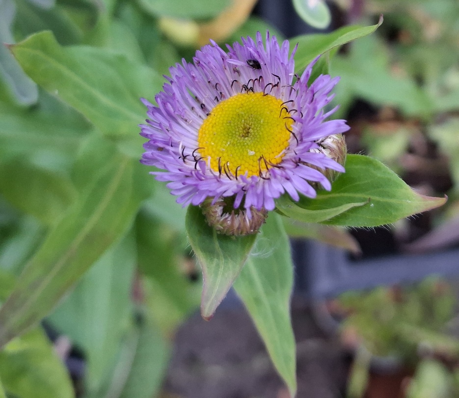 Centaurea macrocephala giant knapweed