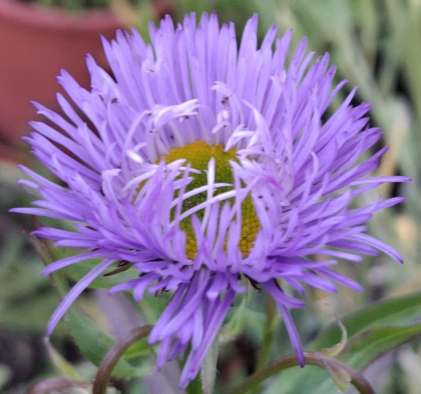 erigeron speciosus azure fairy