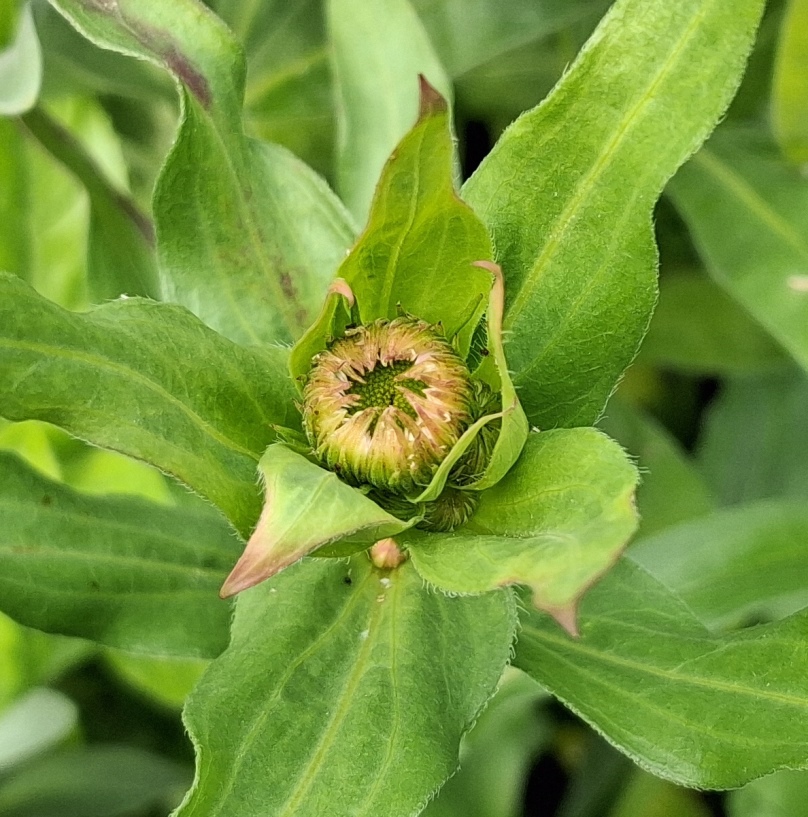 erigeron azure fairy