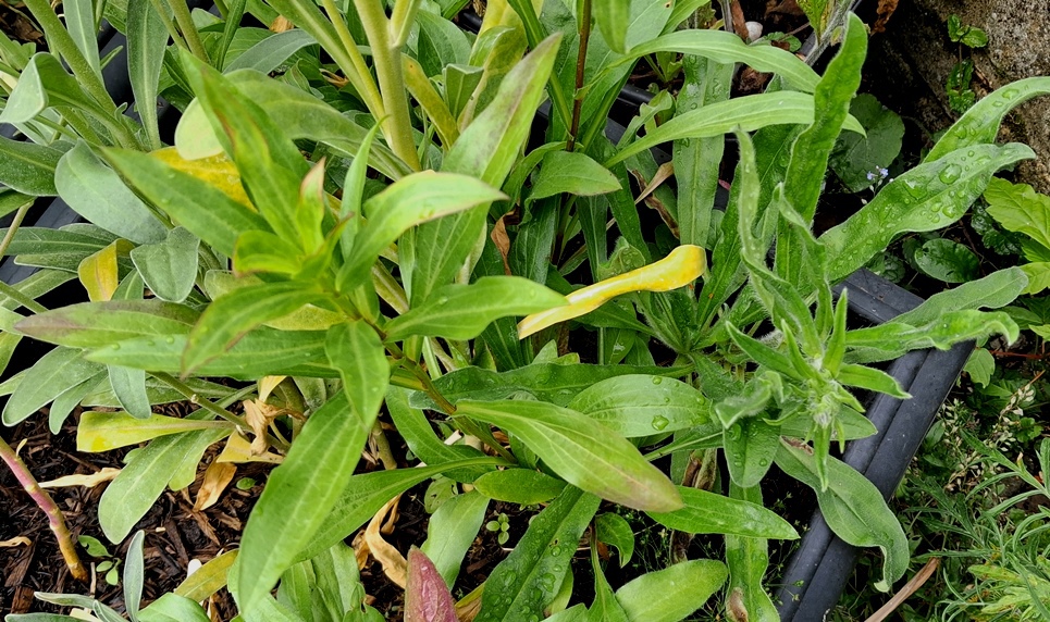 erigeron azure fairy and echium vulgare