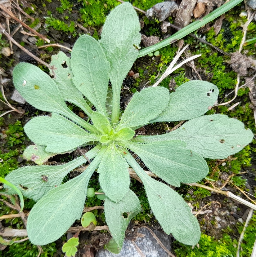 erigeron canadensis horseweed