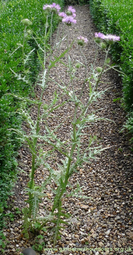 galactites tomentosa purple milk thistle
