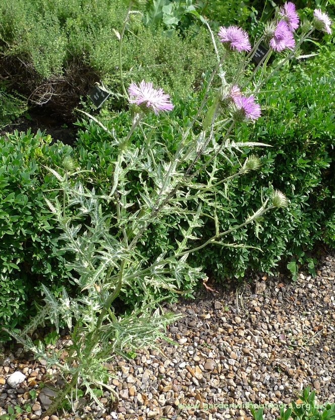 purple milk thistle galactites tomentosa