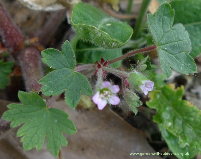 geranium rotundifolium