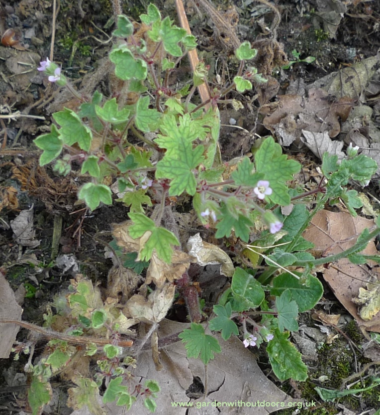 geranium rotundifolium