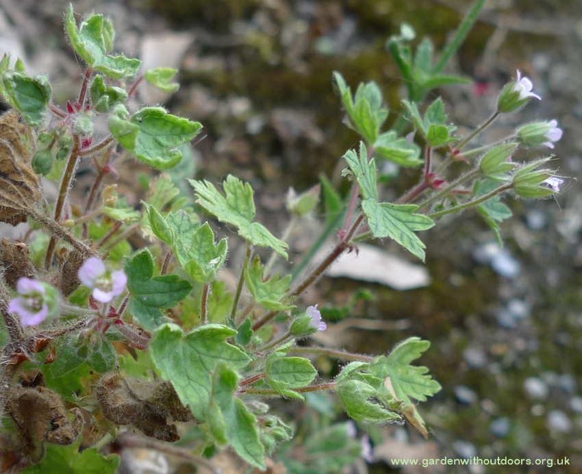 geranium rotundifolium