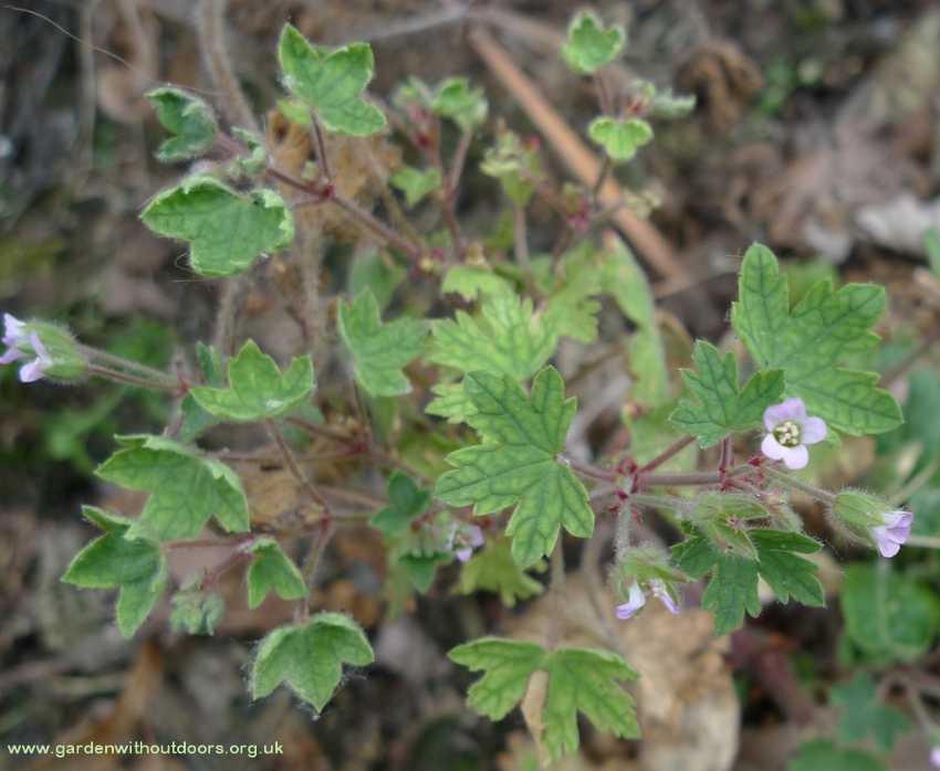 geranium rotundifolium