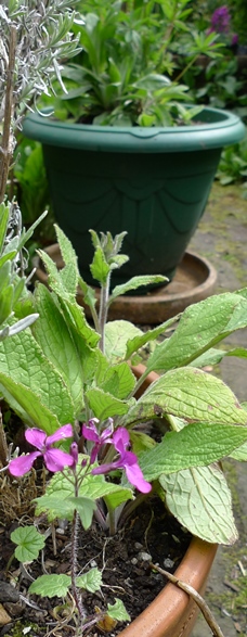 honesty size comparison