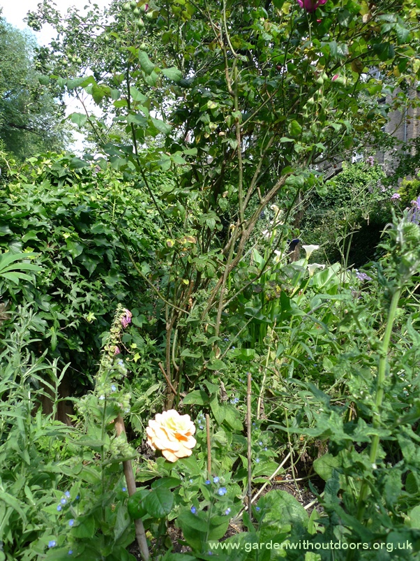 Indian Summer and Young Lycidas roses