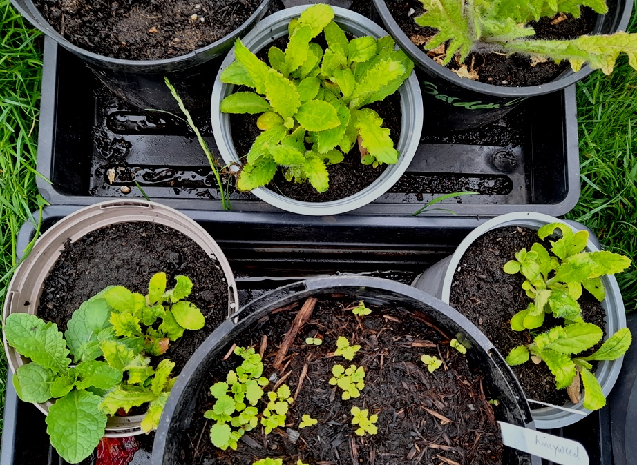 Japanese thistle seedlings