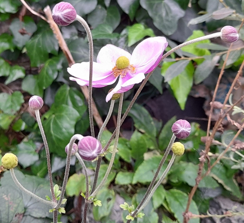 japanese anemone