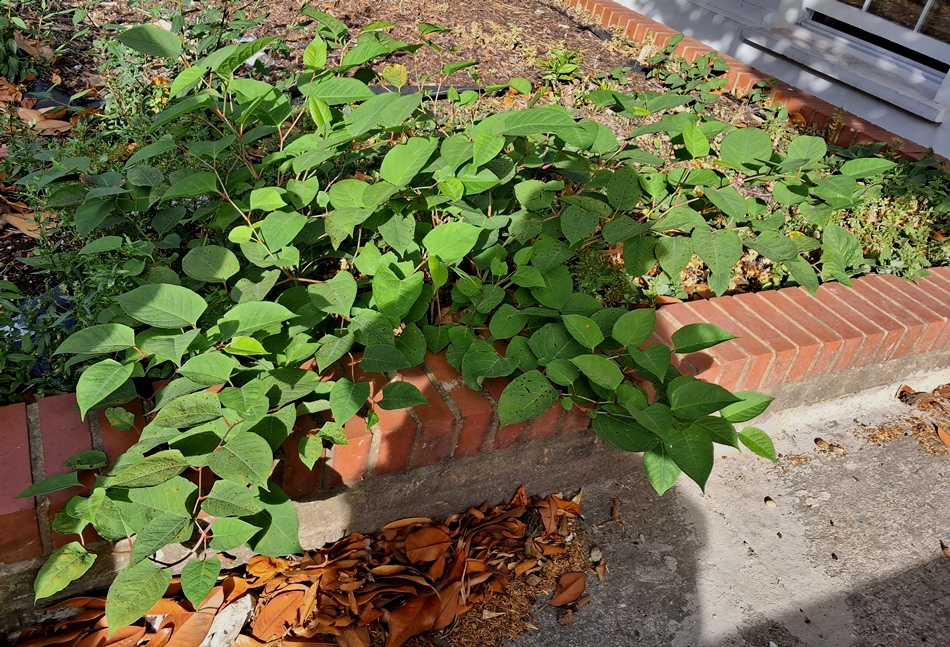 japanese knotweed