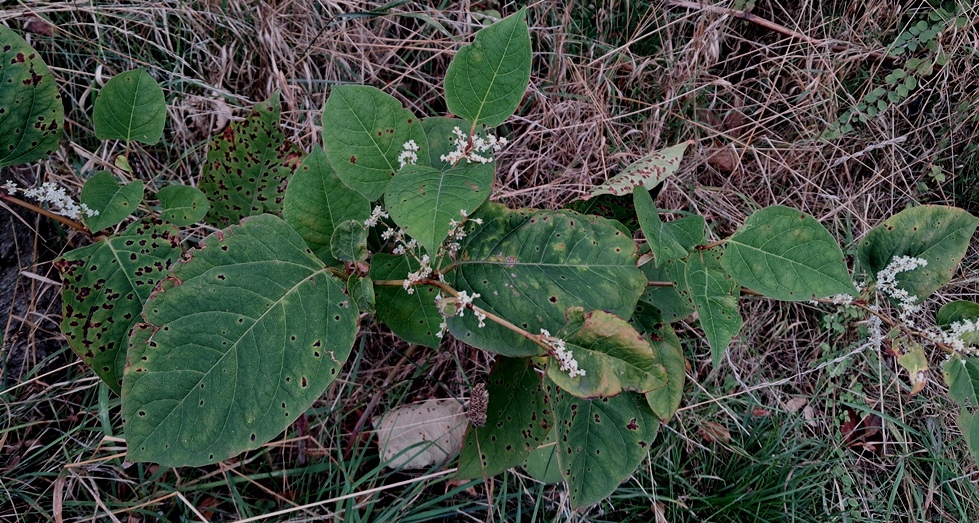 japanese knotweed
