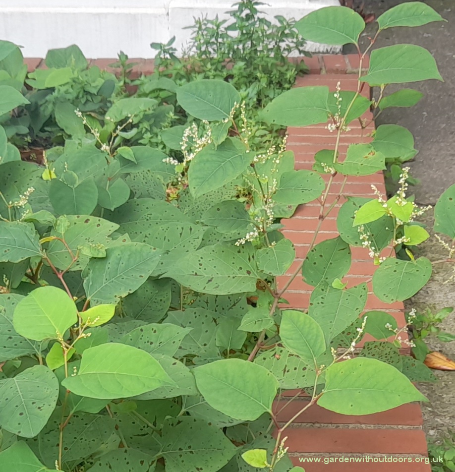 japanese knotweed Reynoutria japonica
