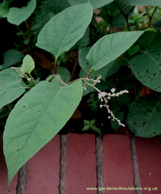 japanese knotweed Reynoutria japonica