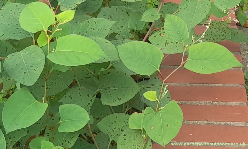 japanese knotweed Reynoutria japonica