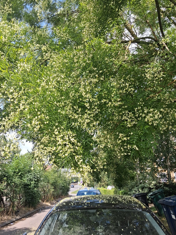 japanese pagoda tree Styphnolobium japonicum
