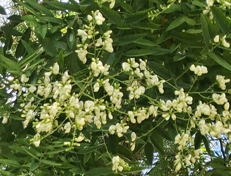 japanese pagoda tree Styphnolobium japonicum