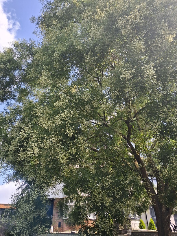 japanese pagoda tree Styphnolobium japonicum