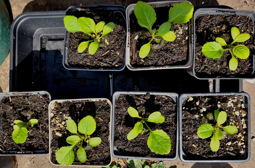 japanese teasel Dipsacus asperoides