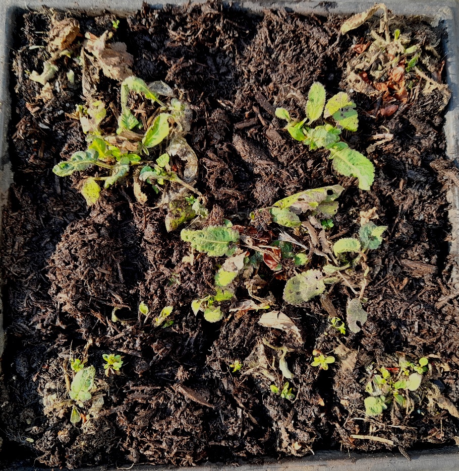 japanese teasel seedlings
