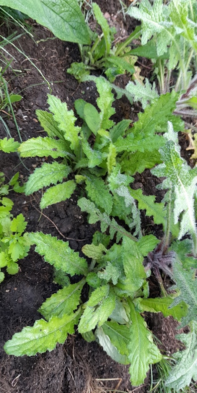 japanese thistle cirsium japonicum rose beauty