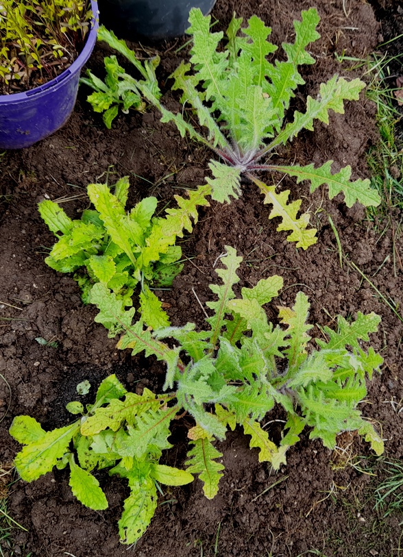 japanese thistle blessed thistle seedlings