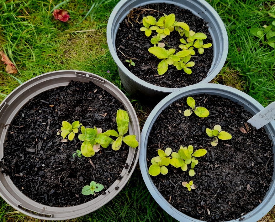 japanese thistle seedlings