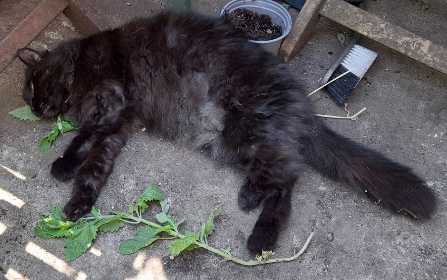Jeffrey nepeta cataria catnip