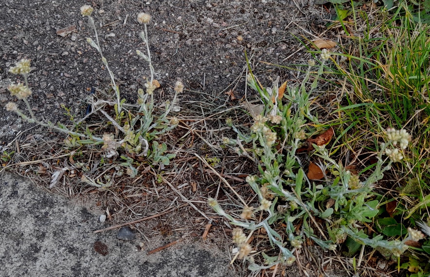 jersey cudweed