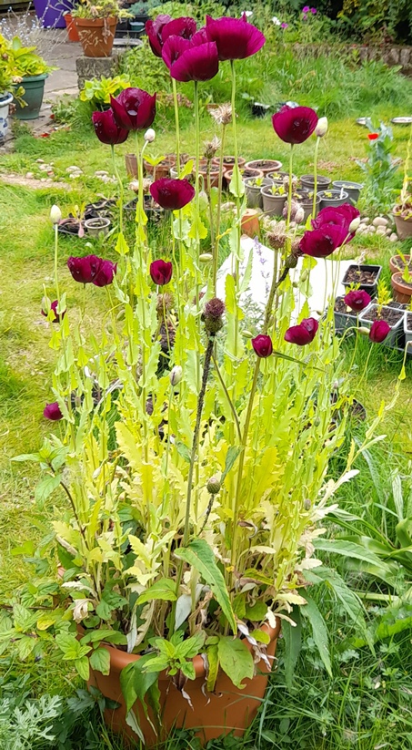 laurens grape poppy