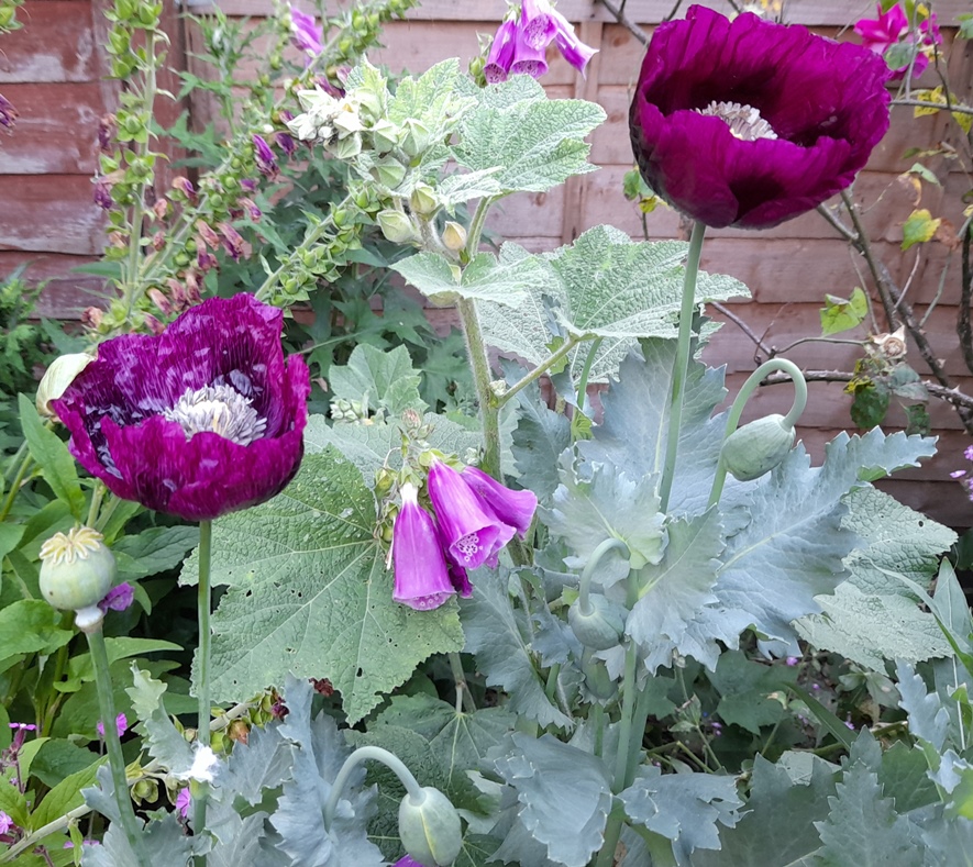 Lauren's Grape poppies