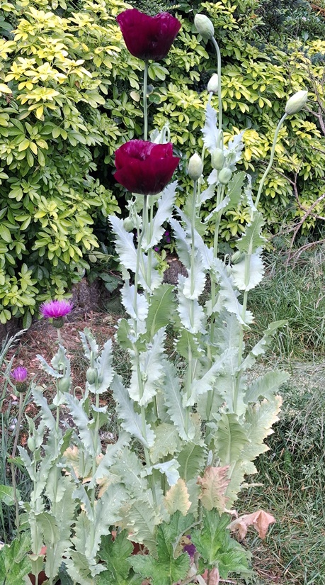laurens grape poppy melancholy thistle