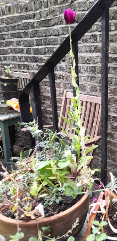 Lauren's Grape poppy Papaver somniferum